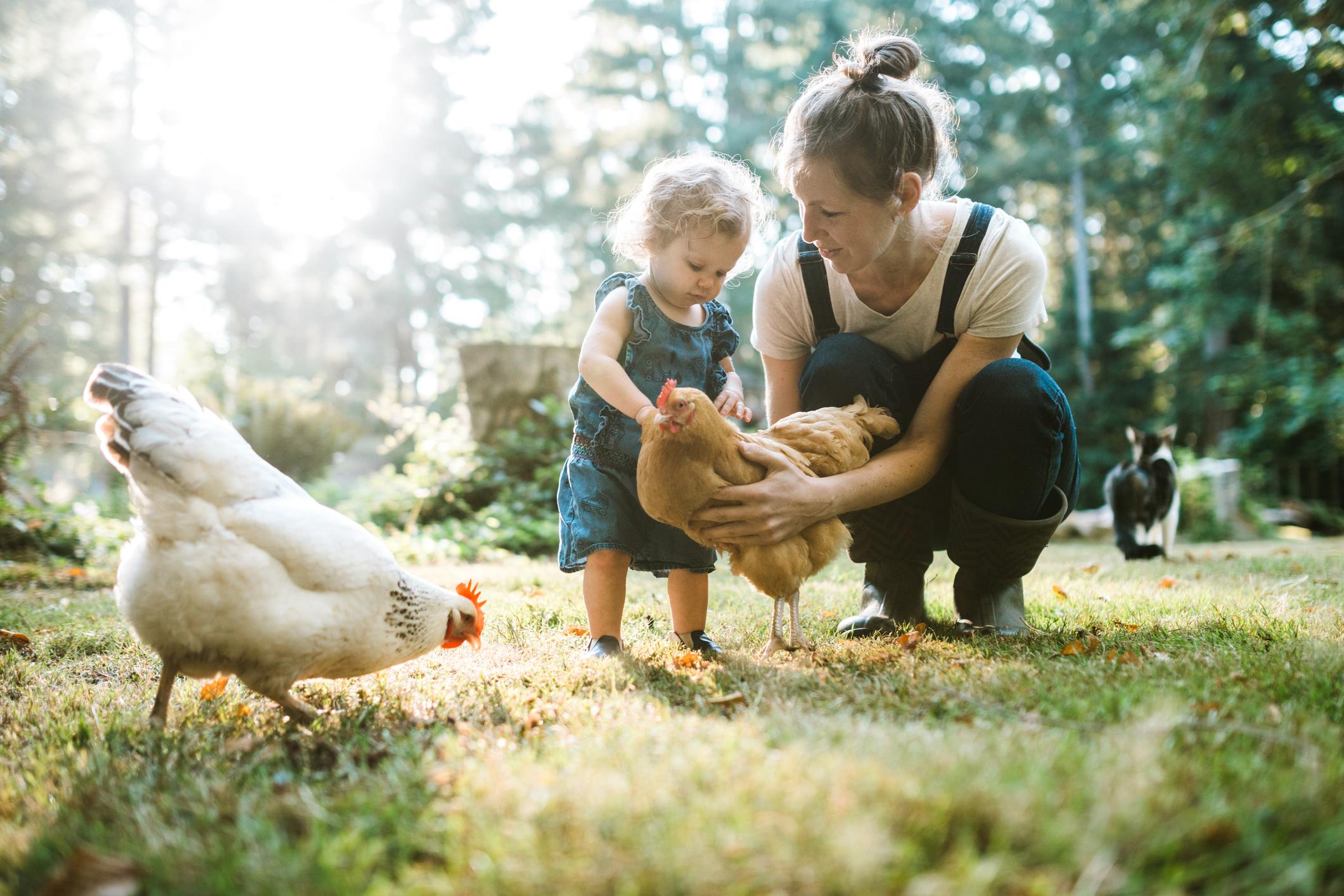 Purple Paw: Help us celebrate the special bond that we share with our pets 3 A woman crouches beside a toddler in a sunny garden as the child gently pets a brown chicken the woman is holding. Another white chicken pecks at the grass nearby, and a cat stands in the background.