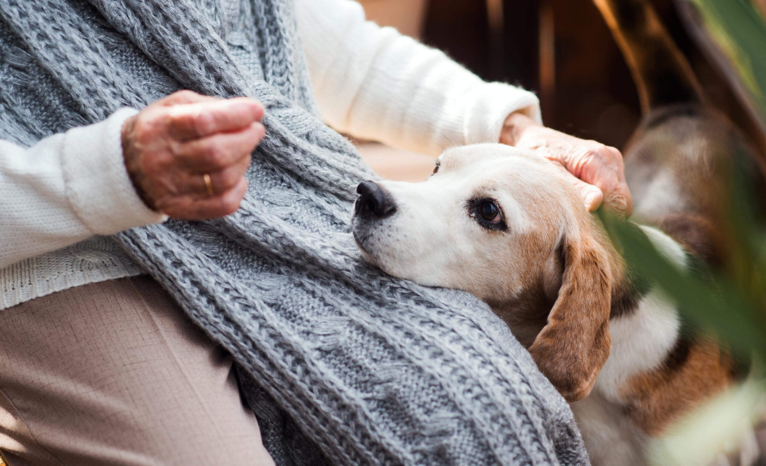 Purple Paw: Help us celebrate the special bond that we share with our pets 1 A dog rests its head on an elderly person’s lap while they gently stroke its head.
