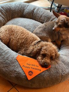 Two small brown dogs lying in a fluffy grey dog bed. An orange bandana that reads "Say NO to puppy farming is on display.