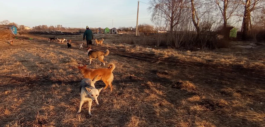 A person walks along a rural path with a group of dogs on a cold but sunny day. The landscape features dry grass, bare trees, and a few small doghouses in the distance.