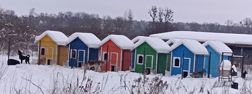 Colourful doghouses stand in a snowy field, painted in different vibrant colours. Several dogs wander in fenced enclosures that surround each doghouse.