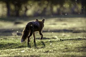 A fox walking away through a field in summer light.