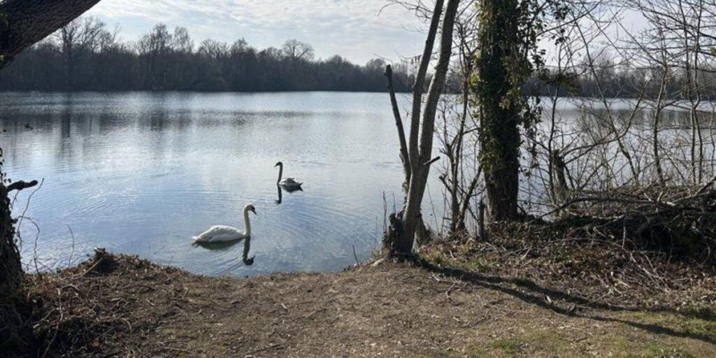 Target Crime Not Wildlife header image Swans on lake 1024x512 1 3