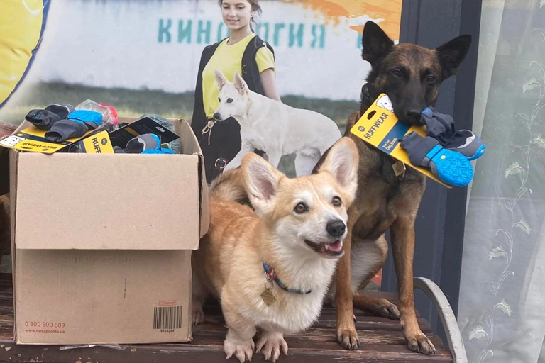 Two dogs next to a box of dog boots. A corgi with a cheerful expression stands in front, while a larger dog holds boots in their mouth, creating a playful tone.