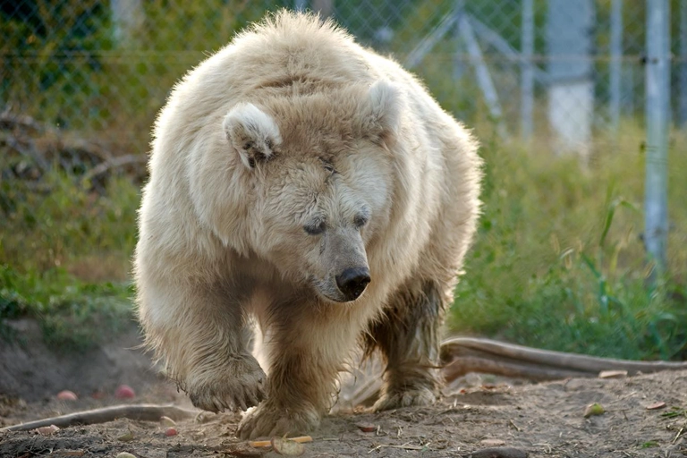 A large, fluffy bear with pale fur walks on dirt near greenery and a chain-link fence. The bear appears calm and focused in a natural setting.