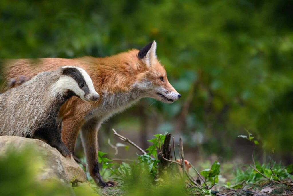 banner wildlife crime fox badger 1