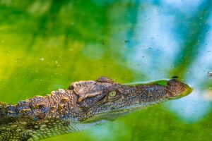 Close-up of a crocodile with its eyes and snout above the surface of green water.