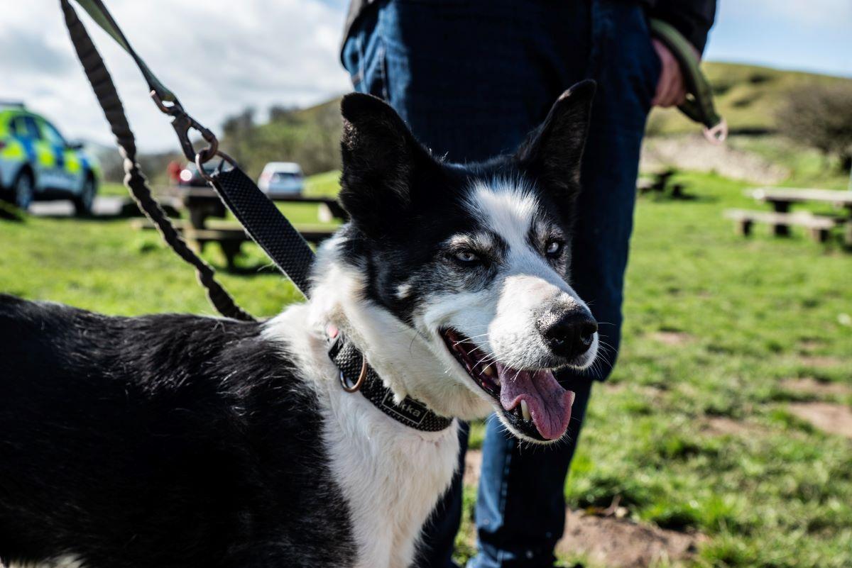 Dog-on-lead-at-Teggs-Nose-Country-Park-Op-recall-event.jpg