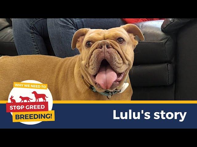 Lulu the Bulldog