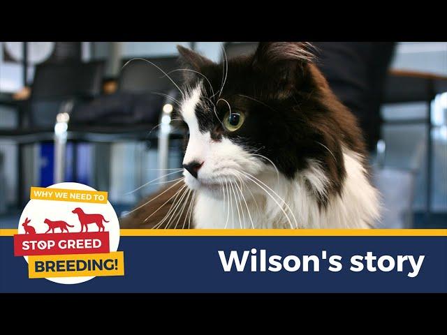 Wilson's story