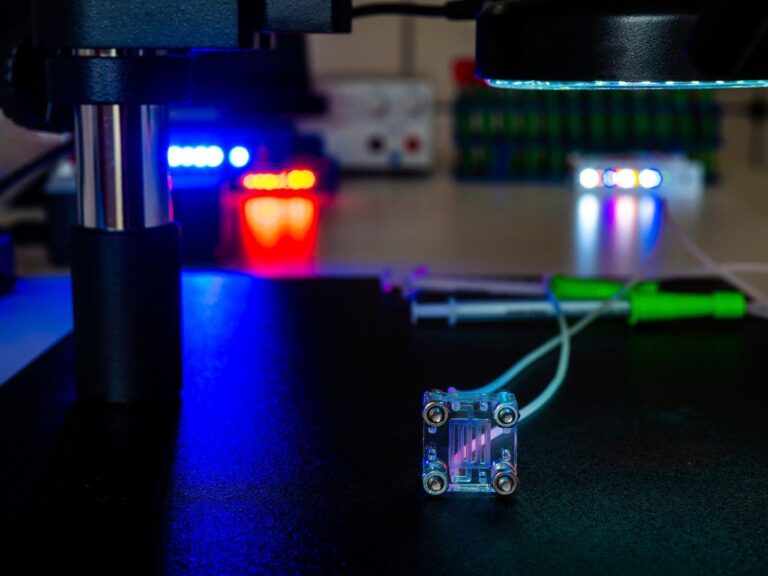 Organ on a chip