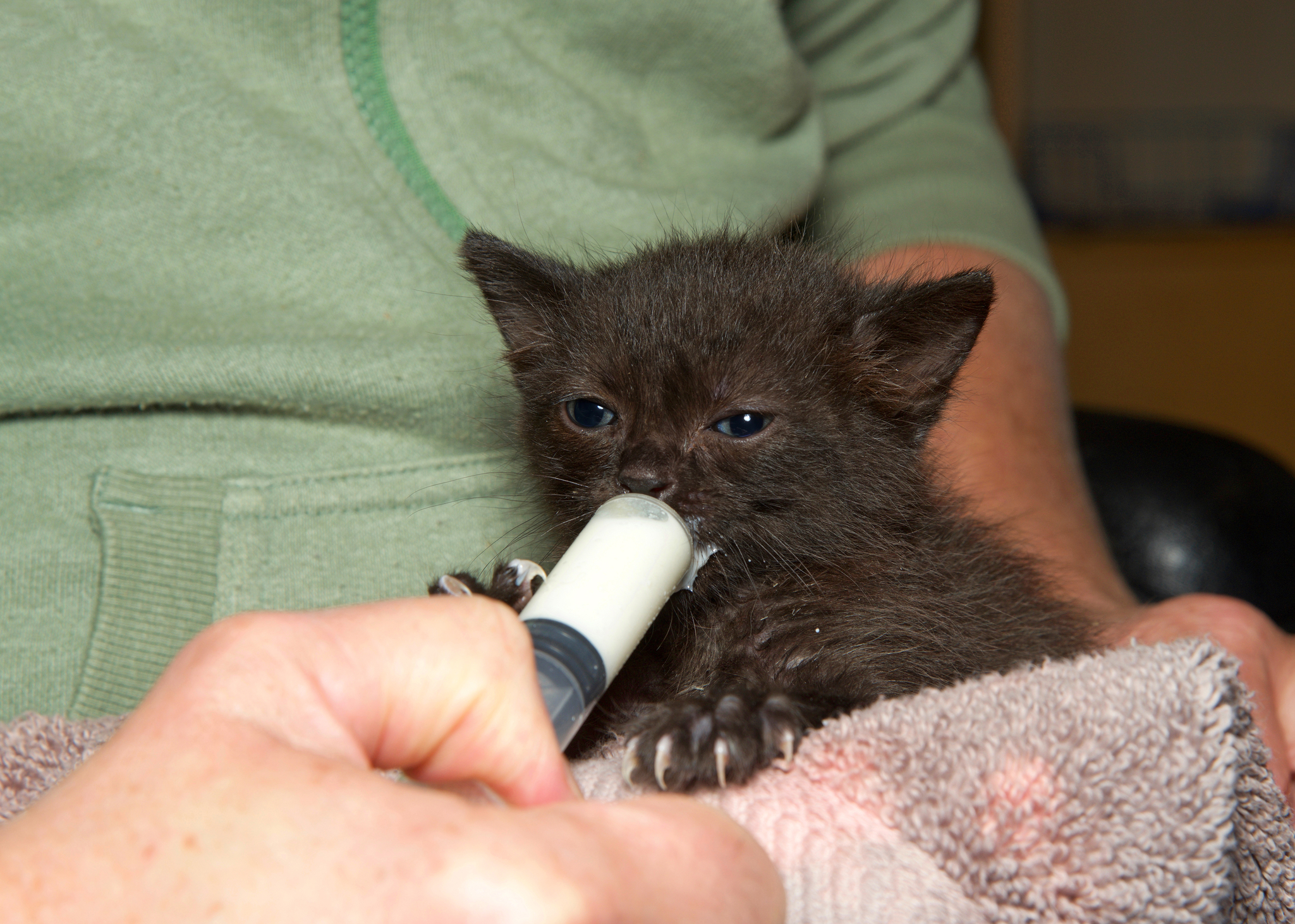 A Shared Mission: Why Naturewatch Foundation and Refuge4Pets Are Working Together 1 Close-up of a tiny black kitten being syringe-fed milk while resting on a towel in a person's lap.