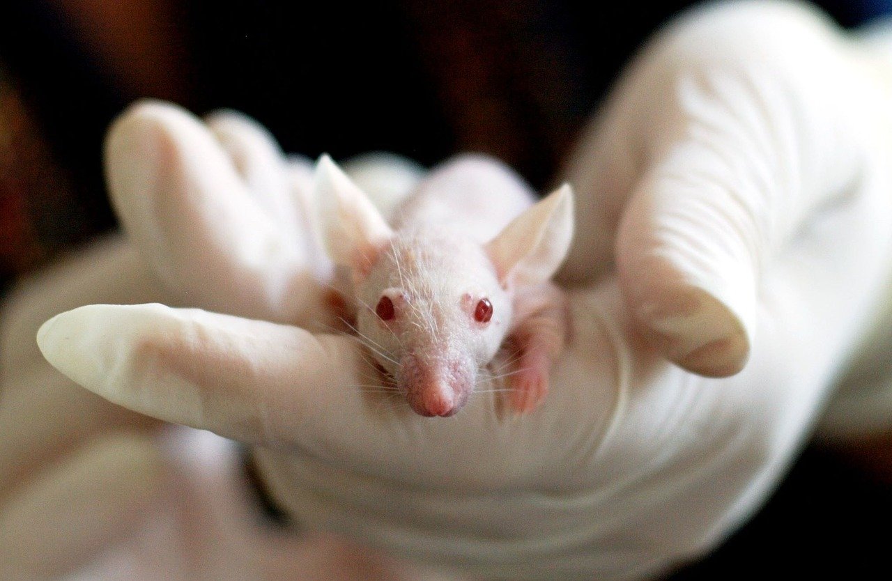 animal mouse experiment 1554745 1 1 1 1 1 1