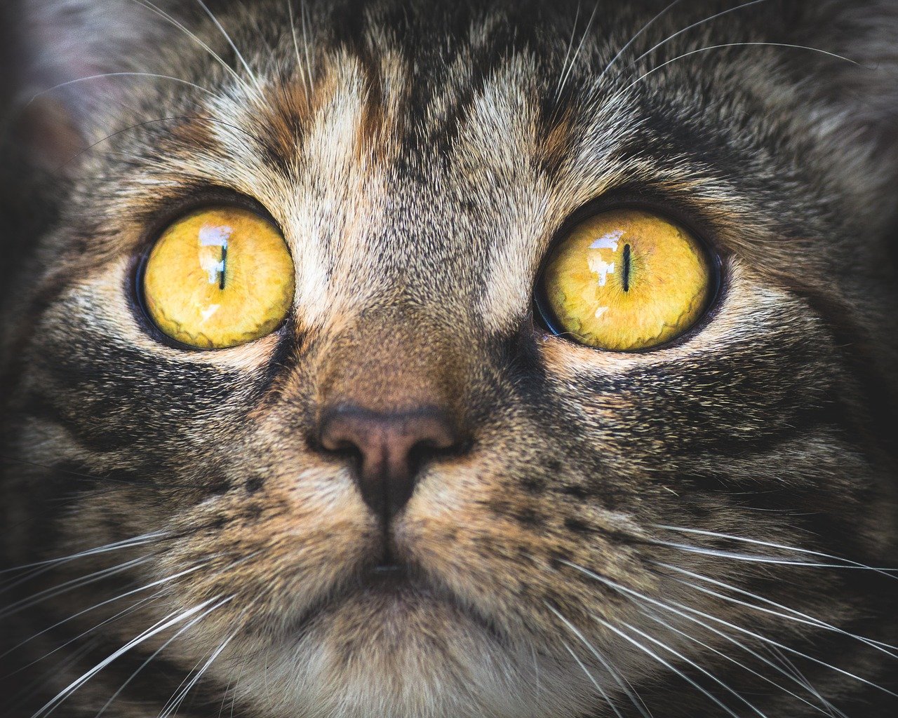 cat portrait animal 3374422