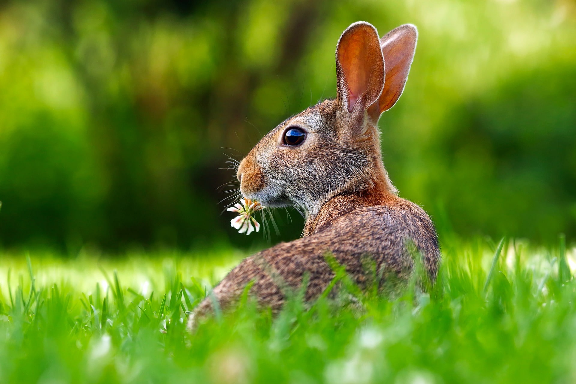 hare UK wildlife min