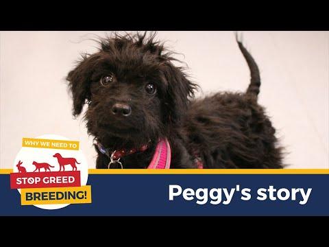 Peggy the puppy farm survivor