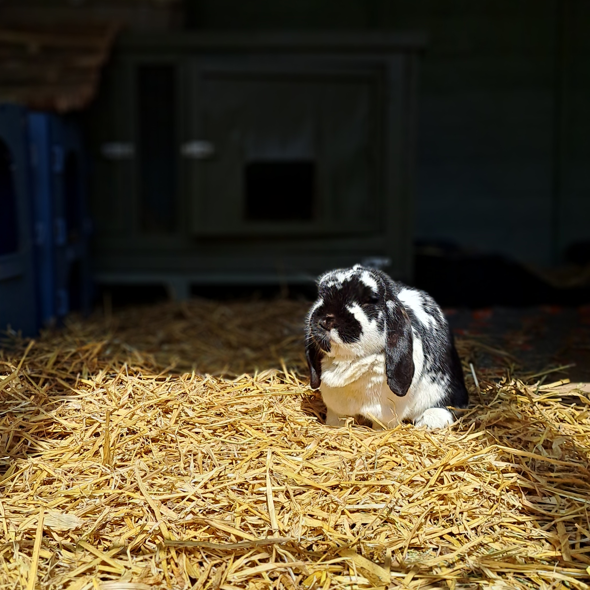 Meet our Pet Rescue Grant 2026 winners: Tiny Paws MCR 1 A black and white lop-eared rabbit sits on a bed of dry yellow straw in a wooden shed, illuminated by a patch of bright sunlight.