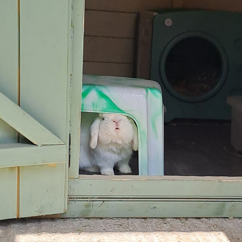 Meet our Pet Rescue Grant 2026 winners: Tiny Paws MCR 2 A fluffy white lop-eared rabbit sits under a small, green-and-white plastic stool located within a wooden shed with a green door frame.