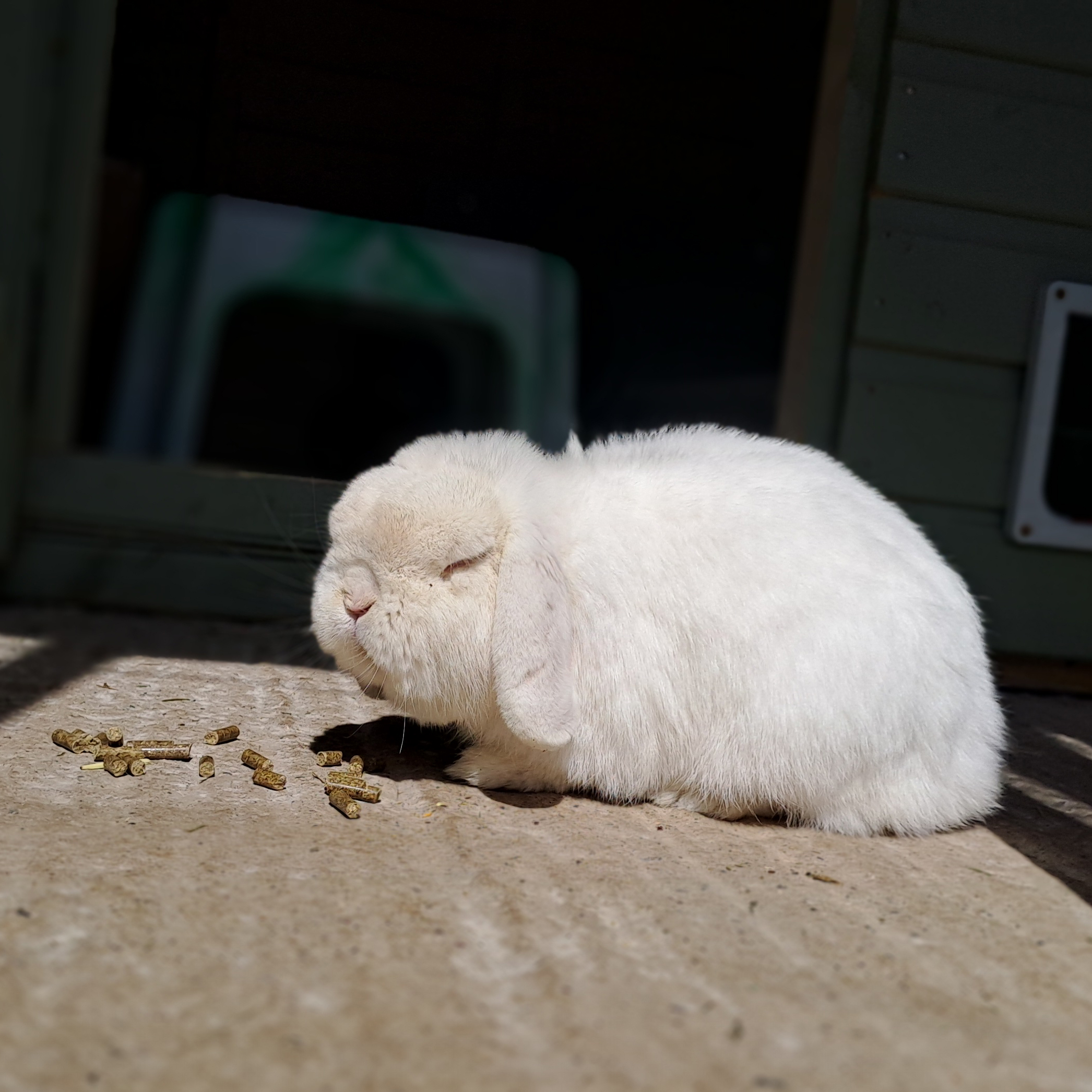 Meet our Pet Rescue Grant 2026 winners: Tiny Paws MCR 3 A fluffy white lop-eared rabbit sits on a concrete surface outside a wooden shed, next to a small pile of brown rabbit pellets.