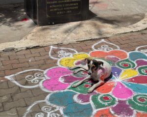 A grey, brown and black street dog lies on a colourful floral rangoli painted on a pavement.