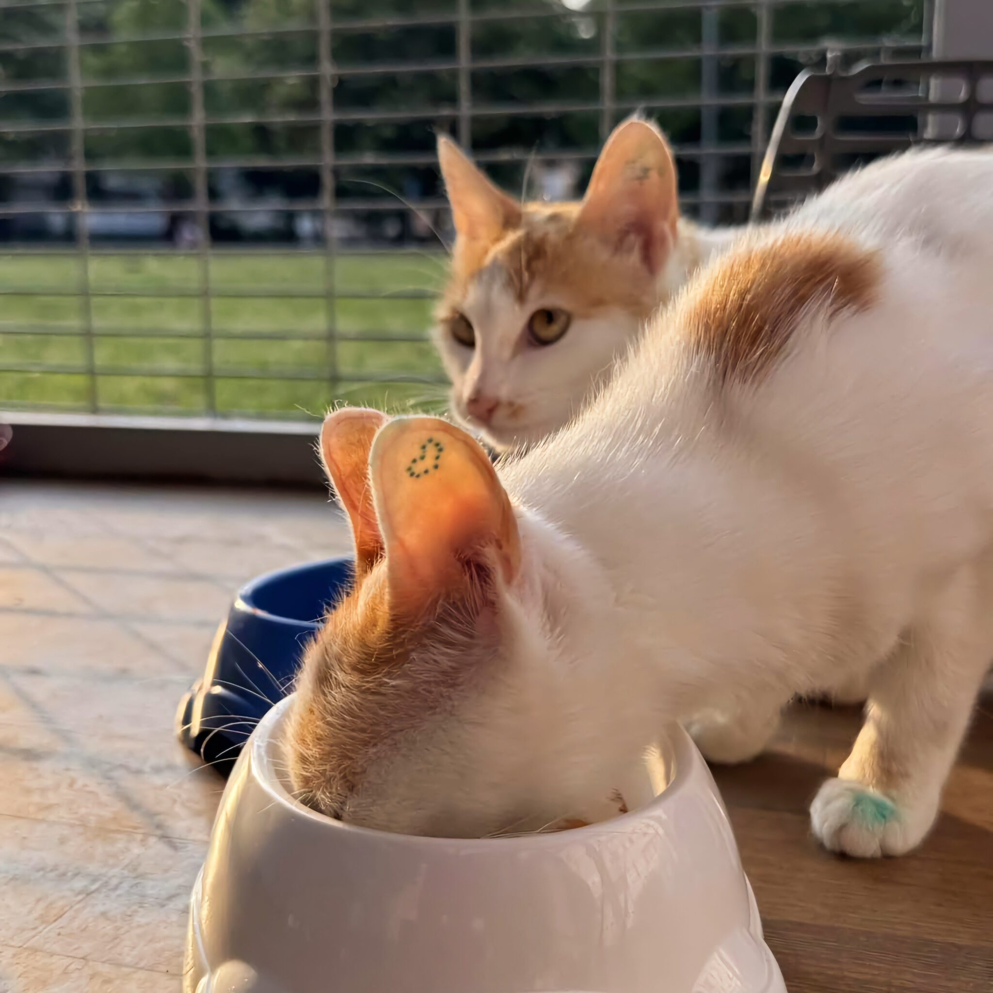 Meet the 2026 World Animal Day Grant Winners 2 A white and ginger cat sits eating from a bowl at WagWag’s Cat Hotel in Banja Luka, with another ginger and white cat in the background.