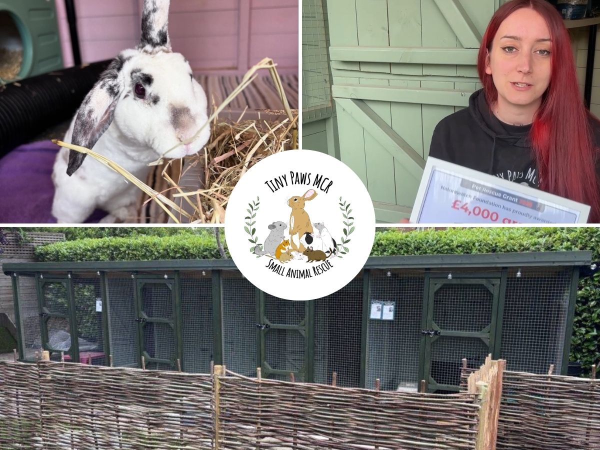 A collage showing a white and black rabbit eating hay, a woman holding a grant certificate, and a large outdoor animal enclosure. There is also a central logo that reads, Tiny Paws MCR Small Animal Rescue.