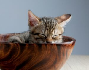 A kitten lies curled up in a large wooden bowl, sleeping peacefully.