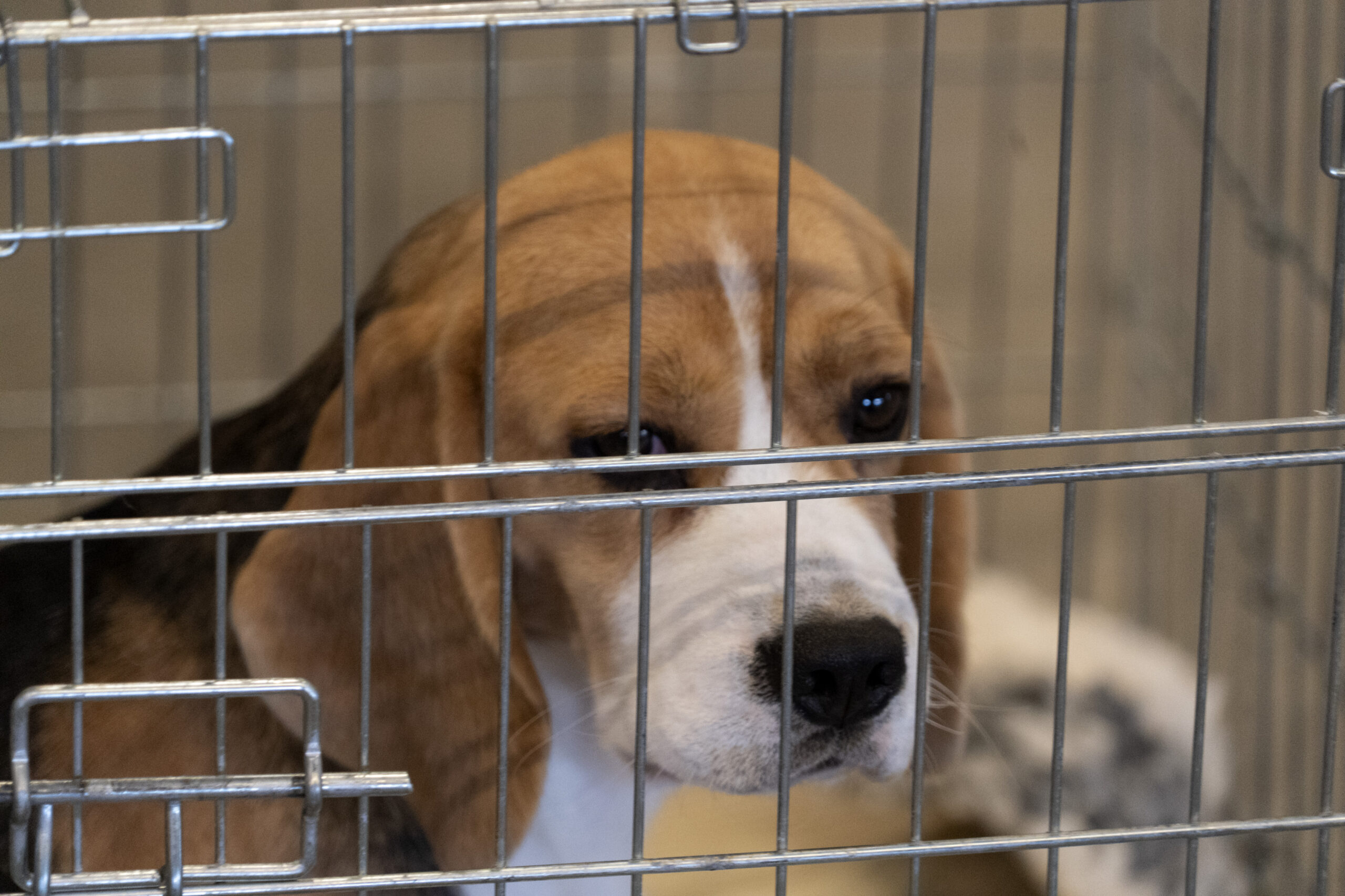 A beagle puppy in a cage.