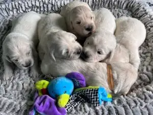 A litter of cream puppies on a blanket.