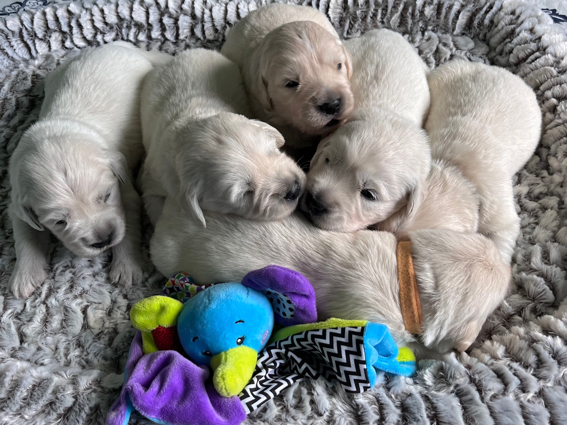A litter of cream puppies on a blanket.
