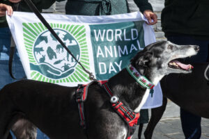 A black and white greyhound stood in front of the World Animal Day flag.