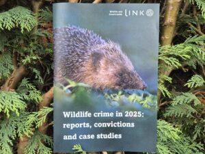 The Wildlife and Countryside Link report titled, Wildlife crime in 2025: reports, convictions and case studies. In a bush.