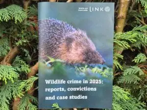 The Wildlife and Countryside Link report titled, Wildlife crime in 2025: reports, convictions and case studies. In a bush.