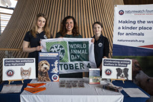 The Naturewatch Foundation team standing behind their table in the Senedd, holding the World Animal Day flag.