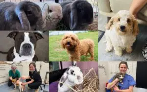 A collage featuring various pets, including rabbits, a brown and white dog, curly-haired dogs, and veterinary staff caring for animals in a clinic.