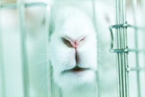 Cage with a rabbit in it in a lab. The rabbit is poking its nose and mouth through the bars. 