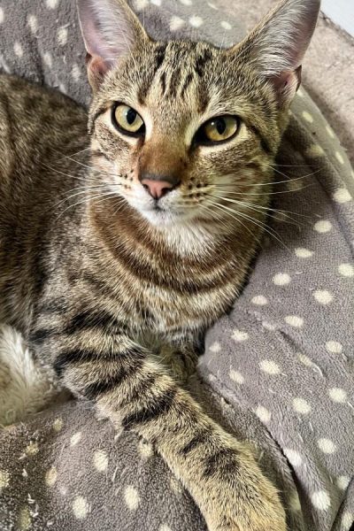 Coco-the-rescue-cat.jpg