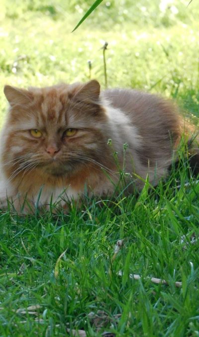 EB-Pumpkin-cat.jpg